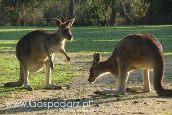 Australia – Handlarze mają nadzieje na zainteresowanie Chin mięsem kangura