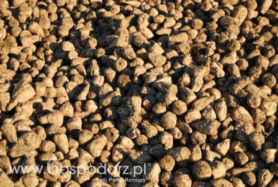 Przewidywany wzrost znaczenia buraków cukrowych jako surowca do produkcji biopaliw