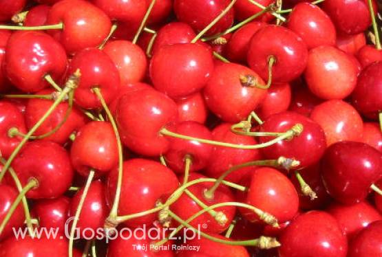 Francja – Rynek owoców pestkowych