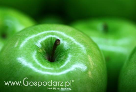 Eksperci pocieszają, że zbiorami jabłek nie będzie tak źle