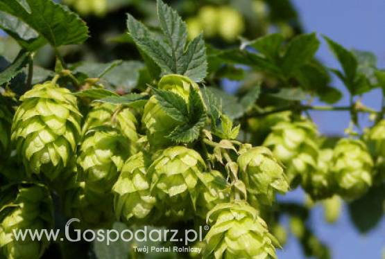 Plantatorom chmielu nie będzie opłacać się uprawiać, bo browary importują tańsze szyszki z Niemiec
