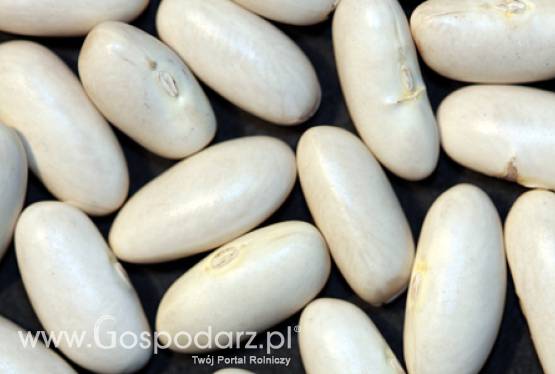 Rejestracja fasoli wrzawskiej jako Chronionej Nazwy Pochodzenia