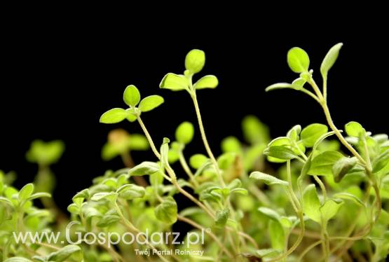 Majeranek ogrodowy (Origanum majorana)