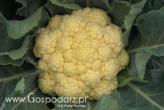 Hiszpania – Spadek produkcji pomidorów i kalafiorów