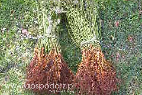 róże - podkładka róż