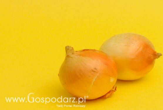Cebula jest coraz tańsza