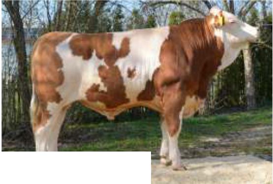 Nasienie buhaja Hashtag