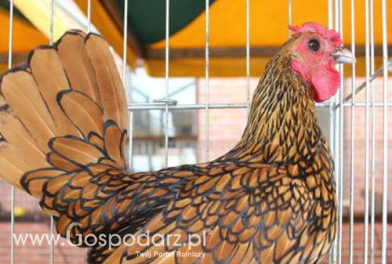 Klatkowe kłopoty producentów jaj