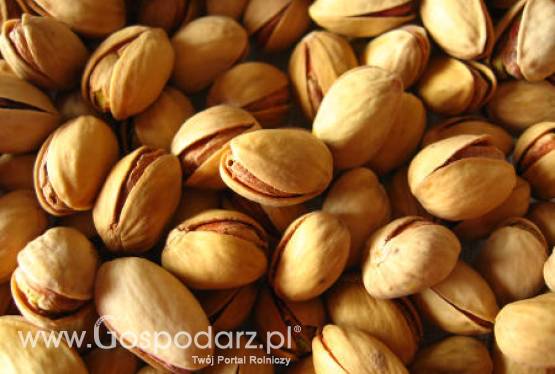 Iran – Główny eksporter pistacji