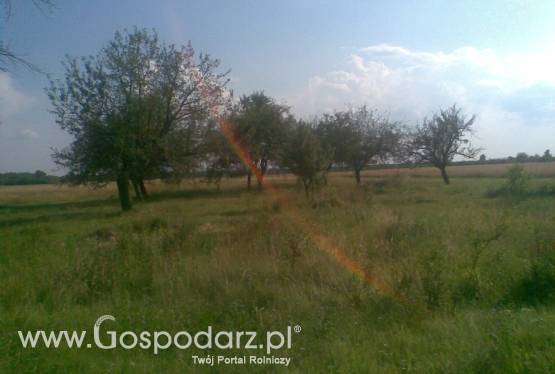 3,37 ha w okolicy Zalewu Sulejowskiego, łódzkie