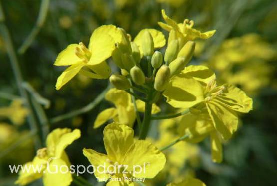 Ceny oleistych na giełdach światowych – 2.03.2012