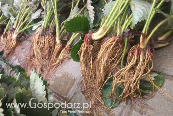 Sprzedam sadzonki truskawki odmiana Honey Matecznik 19gr szt!