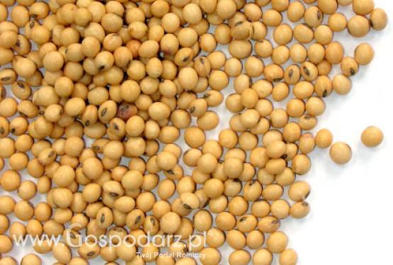 Import pasz GMO nadal możliwy