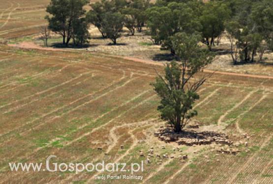 Klęska złego przezimowania zbóż