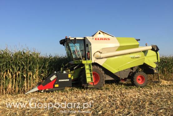 Koszenie Kukurydzy Na Ziarno, Zbiór kukurydzy, Młócenie