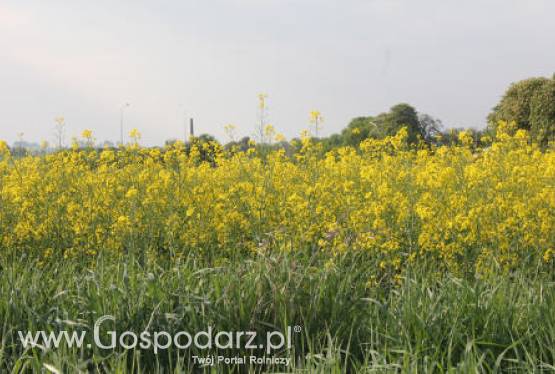 Ceny oleistych na giełdach światowych - 15.06.2012