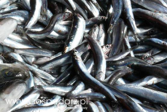 Kolejny magazyn z przeterminowanymi rybami