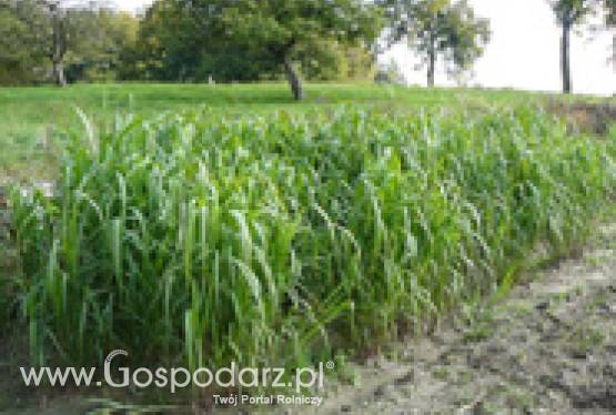 Podejmiemy współpracę z właścicielami gruntów rolnych