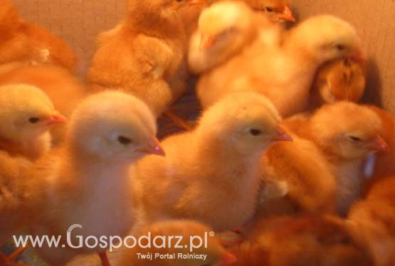 Spotkanie wielkanocne