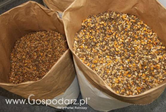 Rosnące ceny pasz zniechęcają do zwiększania produkcji brojlerów