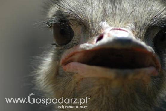 Za kilka tygodni rozkręci się sprzedaż wyrobów ze strusia