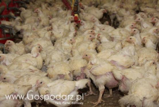 Tajski drób na unijnych stołach