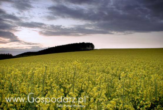 Ceny oleistych na giełdach światowych – 22.11.2011