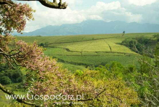 Francja – Brak szans na dobre zbiory pszenicy
