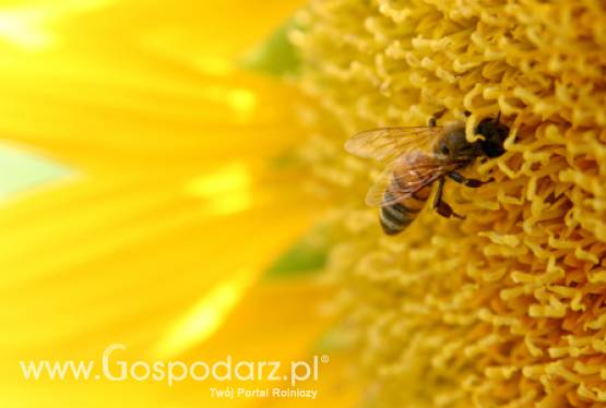 W obronie pszczół