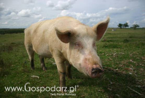 Czy hodowcy trzody chlewnej są bezradni?