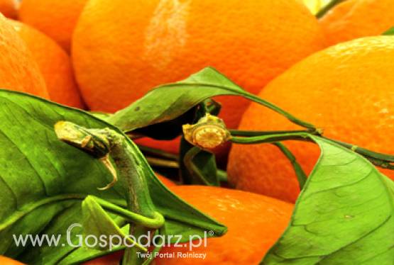 Owoce w szkole - Liczba porcji otrzymywanych przez jedno dziecko