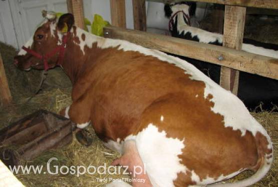 Paragwaj – Spadek eksportu mięsa wołowego