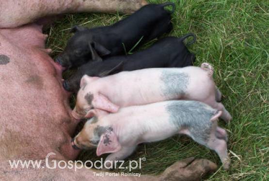 Dopłaty do prywatnego przechowywania wieprzowiny