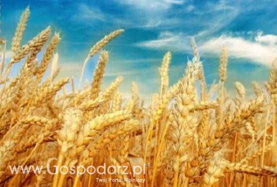 kupię pszenicę, pszenżyto, owies, jęczmień, żyto