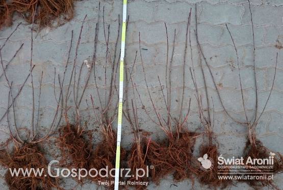 sadzonki aronii