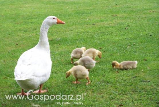 USA:  Nowojorskie gęsi trafią do Pensylwanii