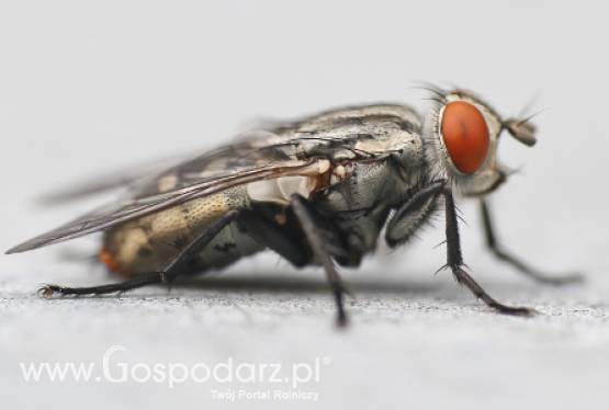 Coraz częściej pojawia się nasionnica trześniówka