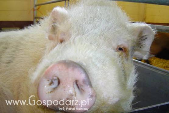 Wielka Brytania – W samym centrum Londynu szykują się protesty