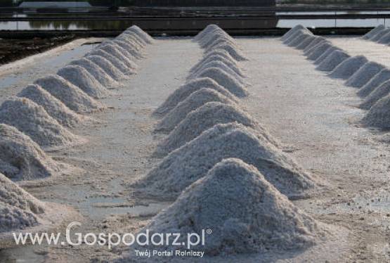 Komunikat Głównego Lekarza Weterynarii dotyczący stosowania przez niektórych przedsiębiorców soli wypadowej