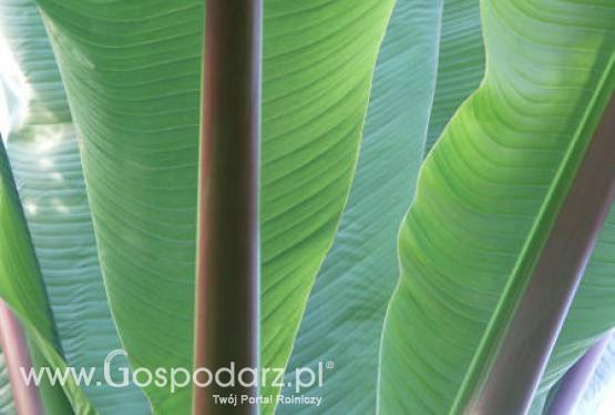 Banan (Musa x paradisiaca)