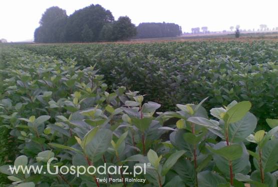 Sadzonki aronii, porzeczki czarnej i czerwonej