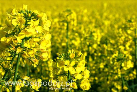 Tydzień na rynku giełdowym oleistych – 23.04.2012