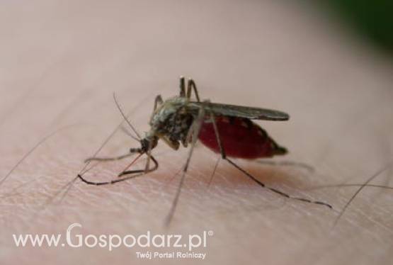 Australia – Komary przenoszą śmiertelnego wirusa