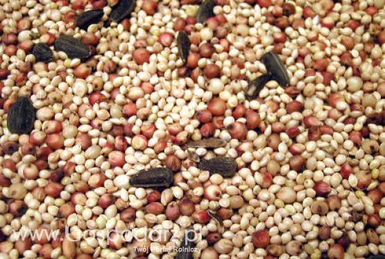 Produkcja bioetanolu źródłem cennego surowca paszowego