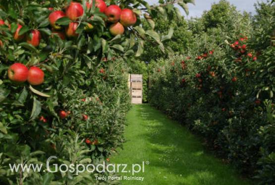 Polscy sadownicy przygotowują się do nowego sezonu