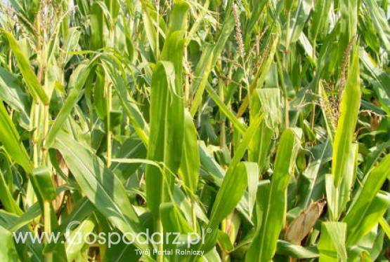 Ceny zbóż na giełdach krajowych