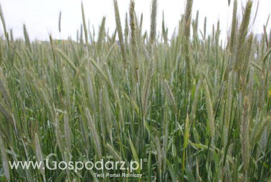 Silne wzrosty cen zbóż za oceanem 19.06.2012