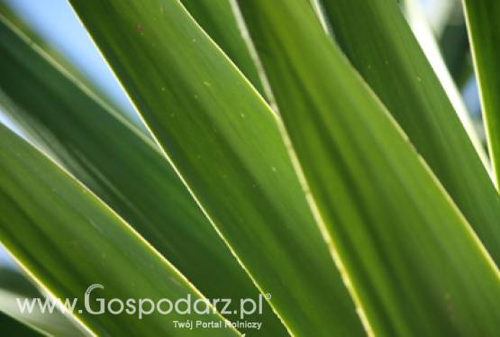 Wyszukiwarka Środków Ochrony Roślin