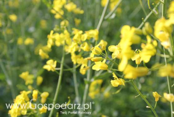 Rynek polskiego rzepaku