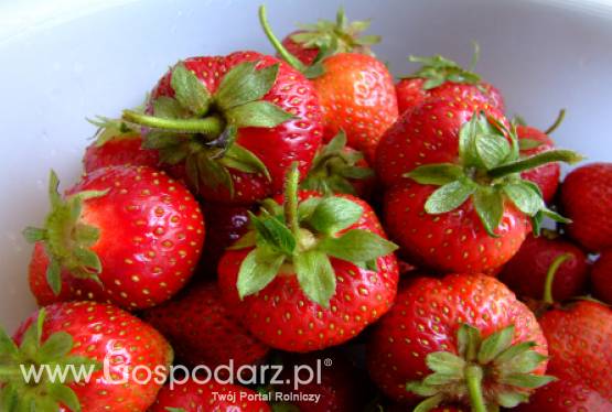 Holandia – Głównym odbiorcą truskawek jest Rosja